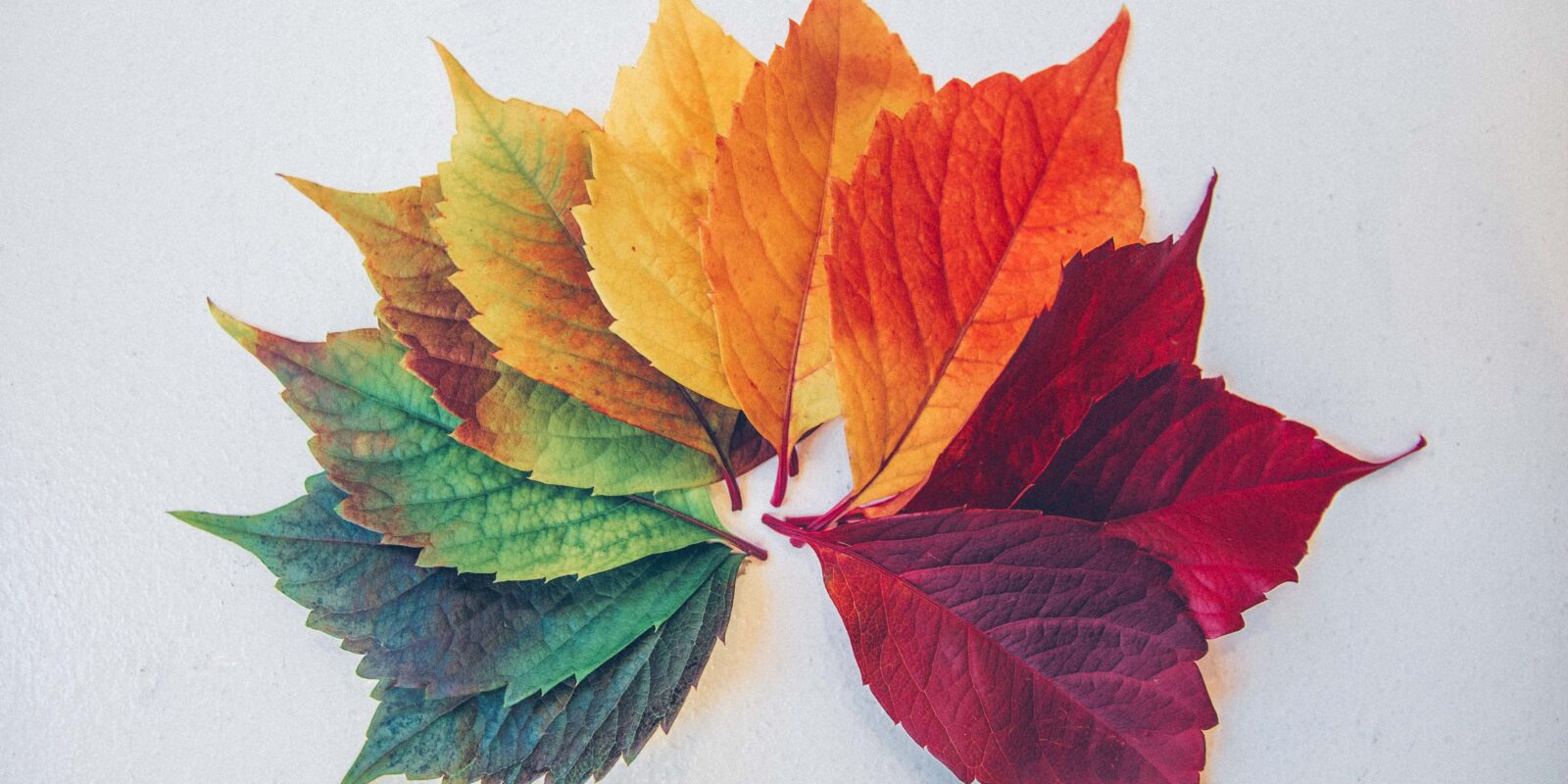 Different colored leaves. Photo by Chris Lawton (https://unsplash.com/photos/c0rIh0nFTFU)